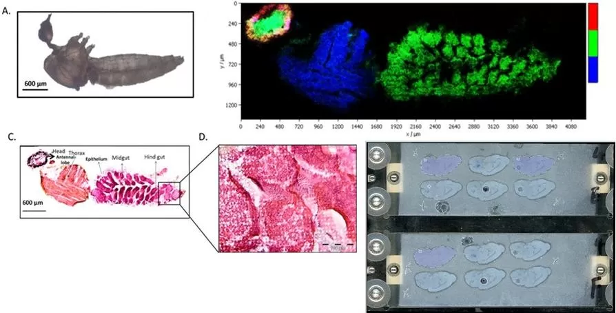 Spatial Metabolomics Sample Sectioning